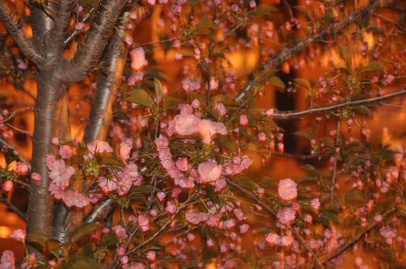 Kwanzan Cherry Tree 2010 04.jpg